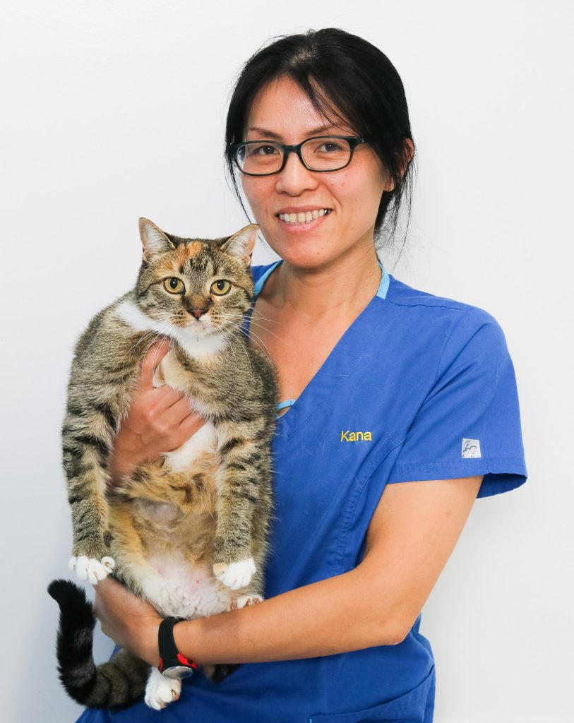 Angry Cat - Matamata Veterinary Services